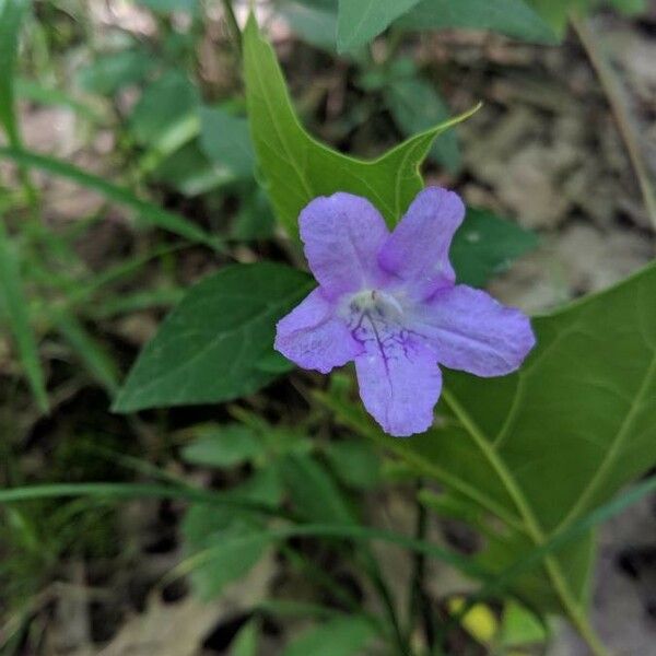 Ruellia strepens Цвят