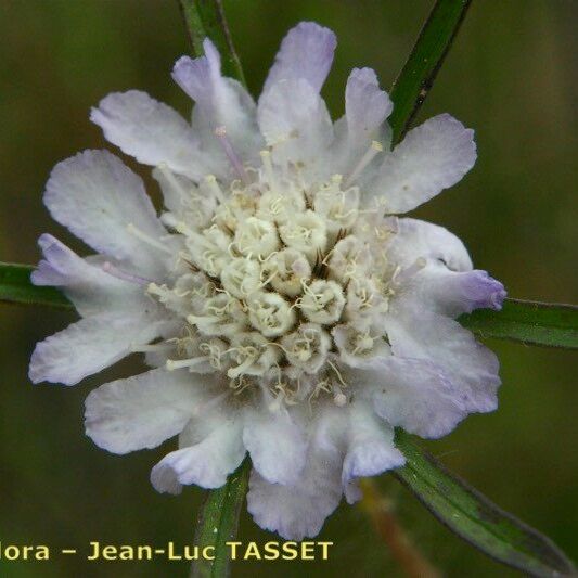 Lomelosia argentea Çiçek