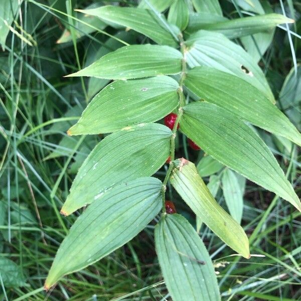 Streptopus lanceolatus Leaf