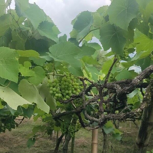 Vitis labrusca 葉