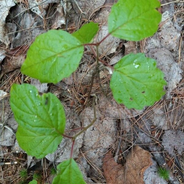 Viburnum dentatum List