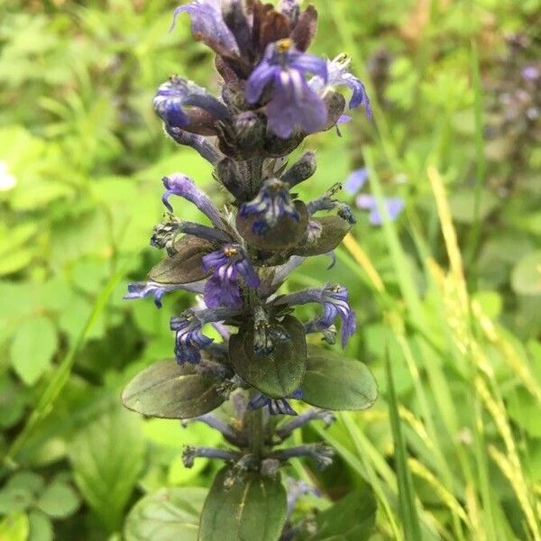 Ajuga reptans Flower