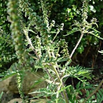 Ambrosia artemisiifolia 形态