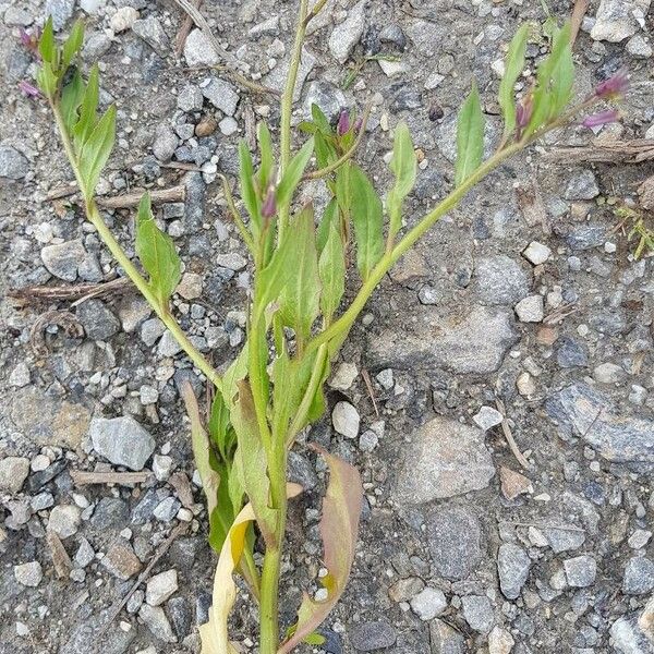 Chorispora tenella অভ্যাস