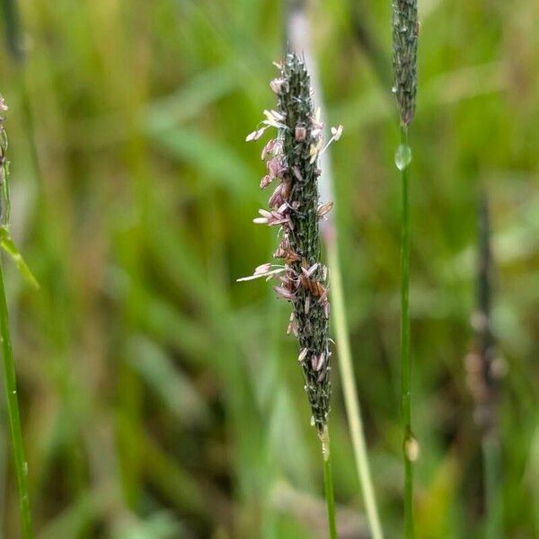 Alopecurus geniculatus Blüte