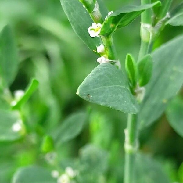 Polygonum arenastrum Flower