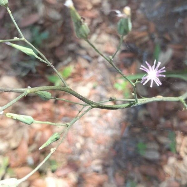 Lactuca graminifolia Blomma