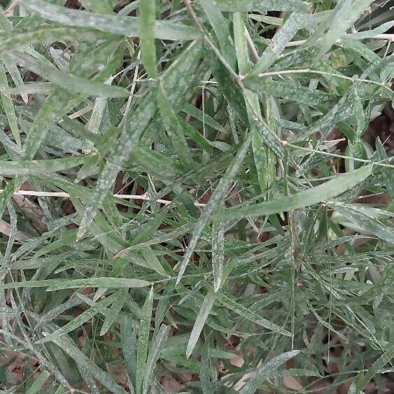 Asparagus falcatus Leaf