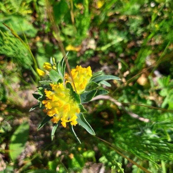 Anthyllis vulneraria 花