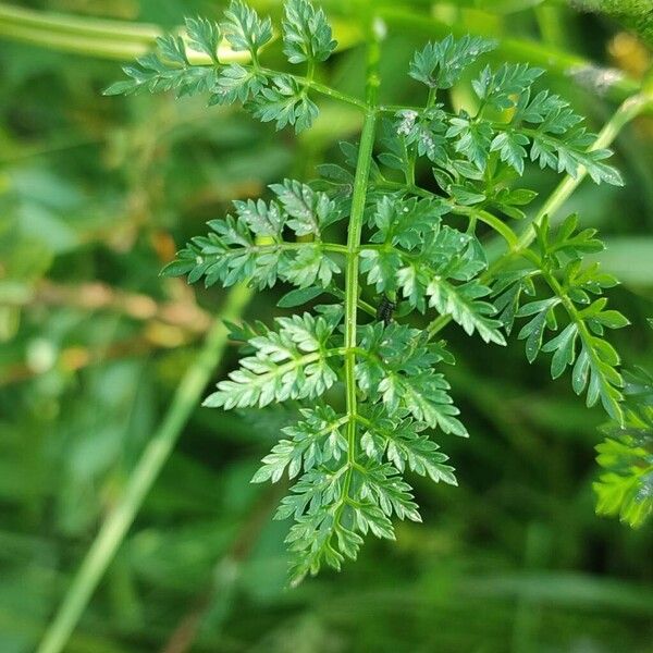 Oenanthe aquatica Blad