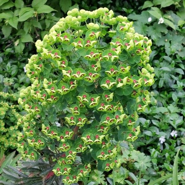 Euphorbia × martini Flor