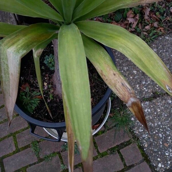 Yucca aloifolia Leht