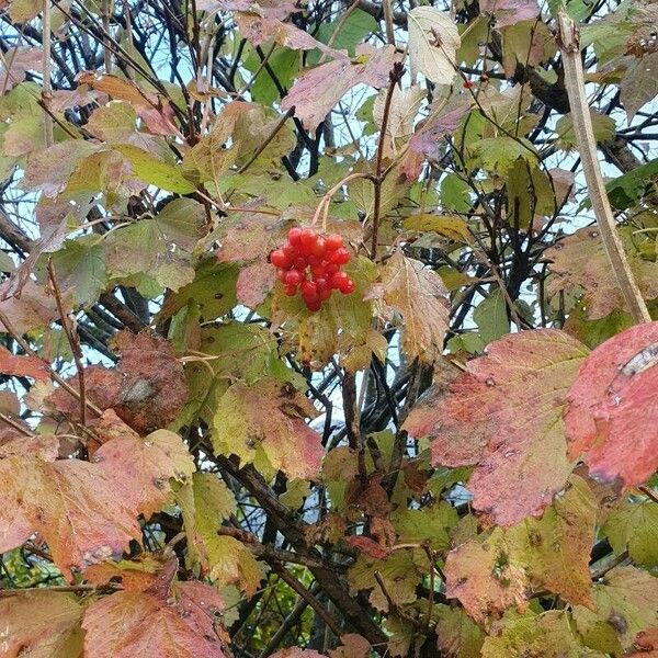 Viburnum opulus ᱡᱚ