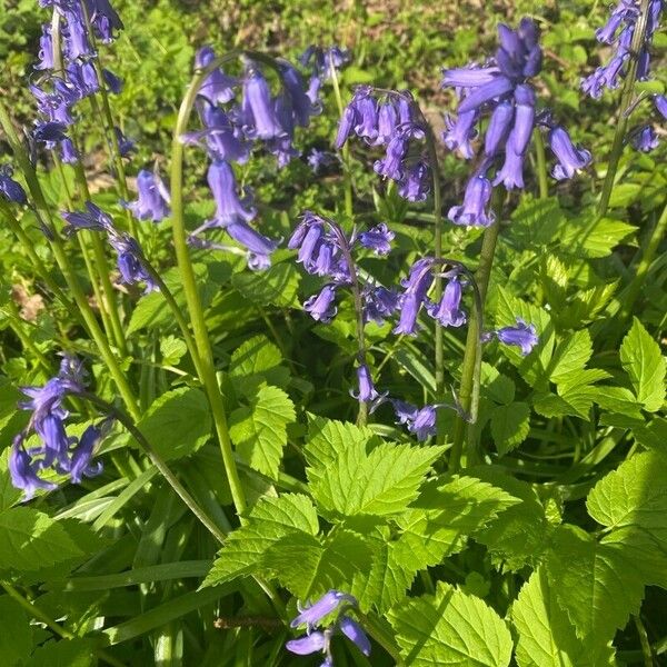 Hyacinthoides non-scripta Blomst