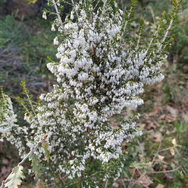 Erica arborea Fiore