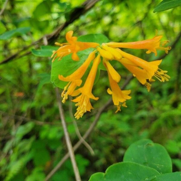 Lonicera ciliosa Flower