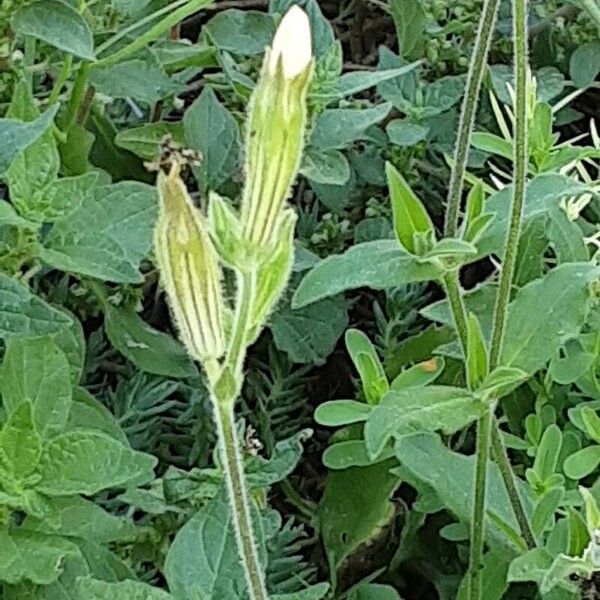 Silene noctiflora Kvet