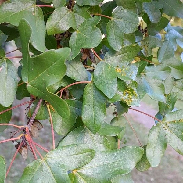 Acer monspessulanum Folio