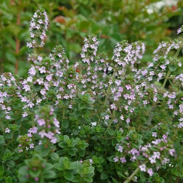 Thymus pulegioides 花