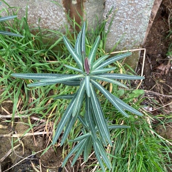 Euphorbia lathyris Yaprak