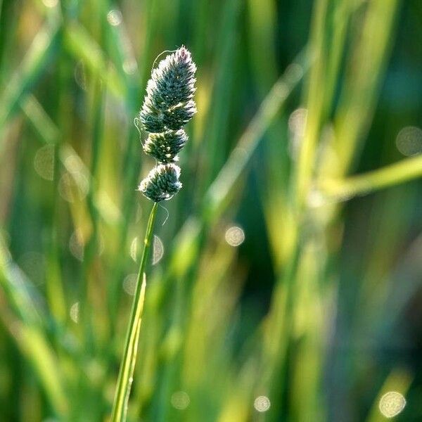 Dactylis glomerata Fulla