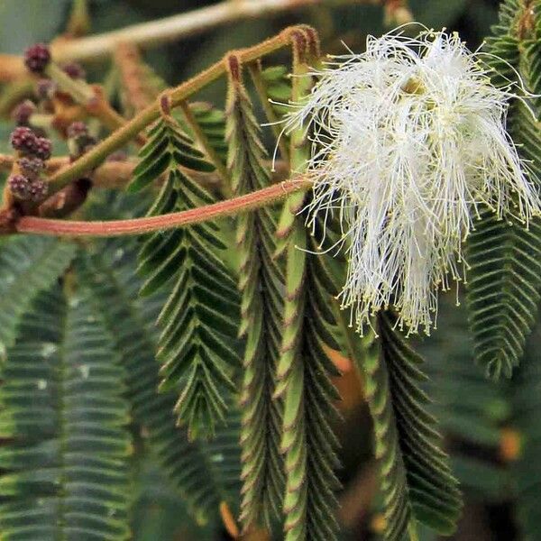 Albizia carbonaria Flors