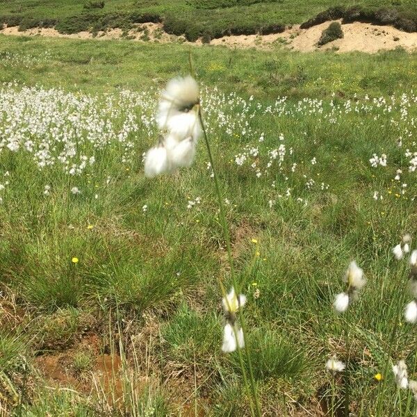 Eriophorum latifolium Flower