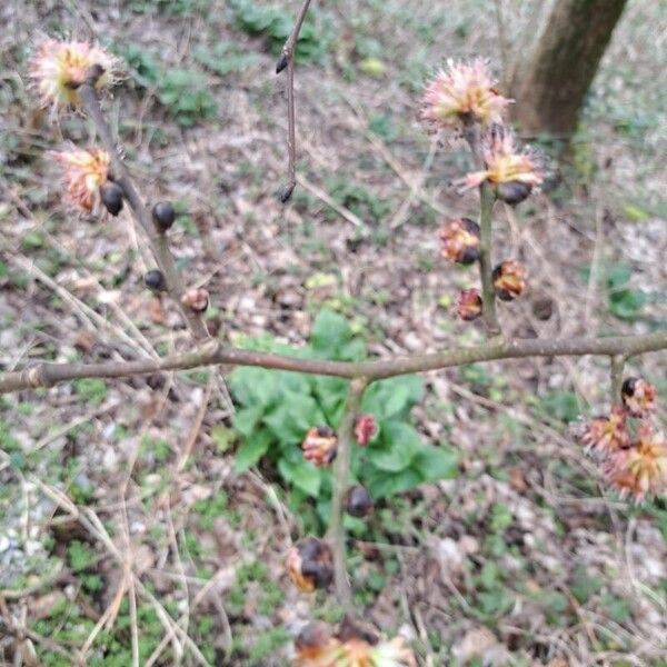 Ulmus glabra Žiedas