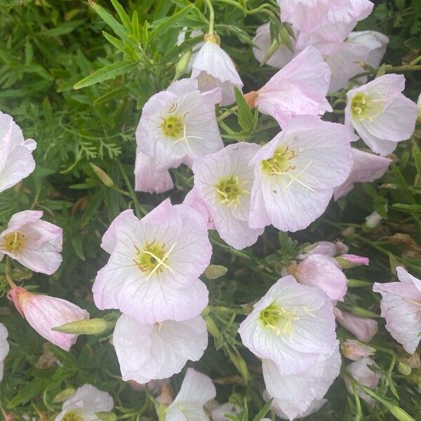 Oenothera speciosa Blomst