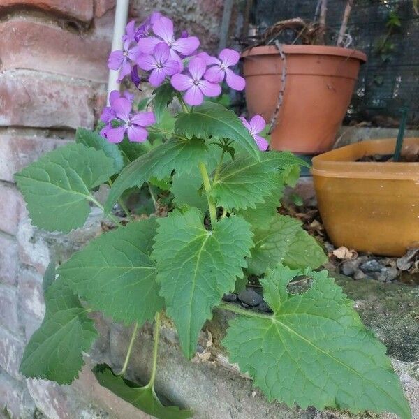 Lunaria rediviva Лист