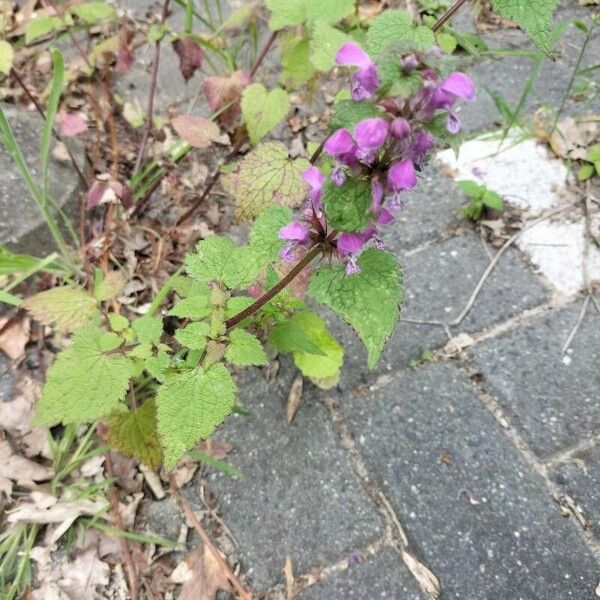 Lamium maculatum Blüte