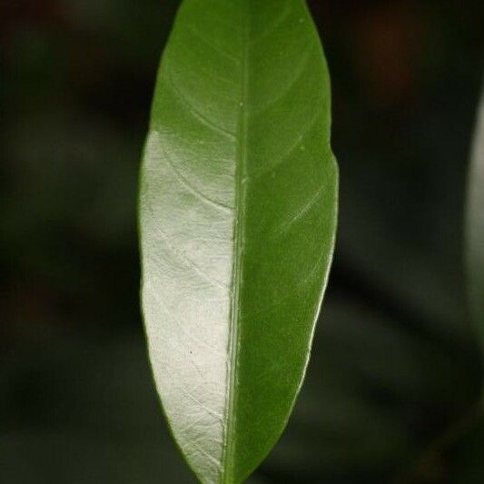 Tabernaemontana disticha Leaf