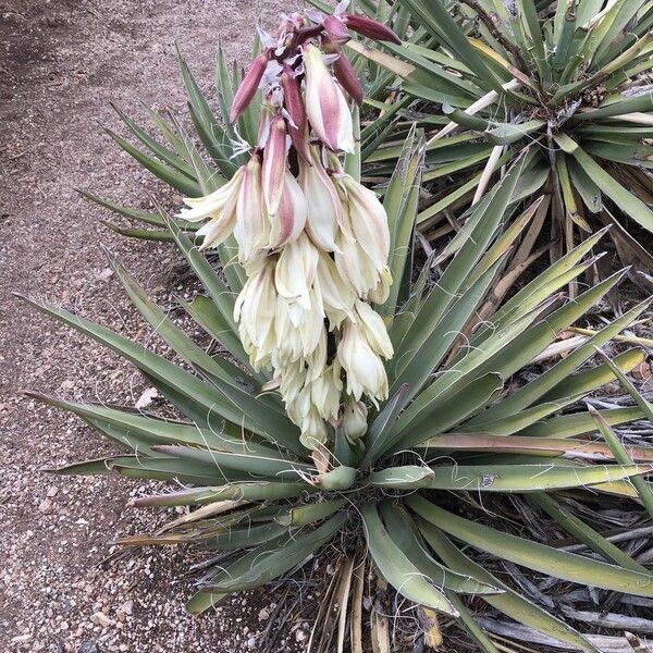 Yucca baccata Hábito