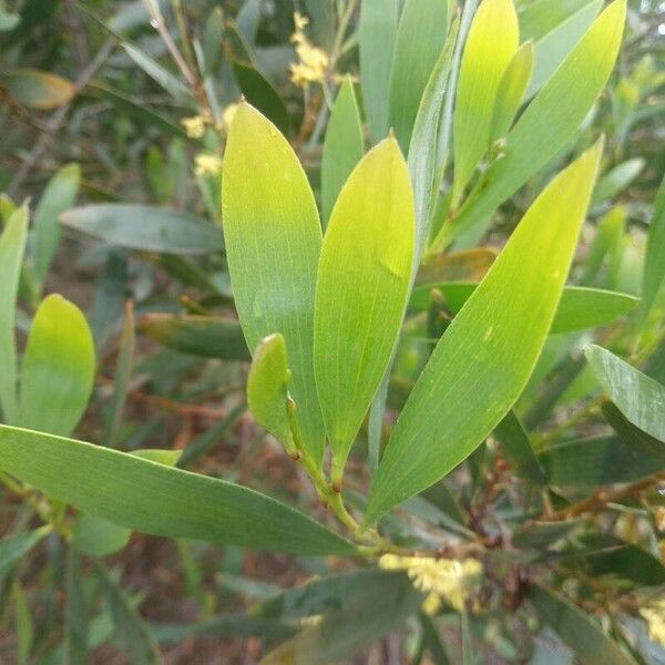 Acacia longifolia Fuelha