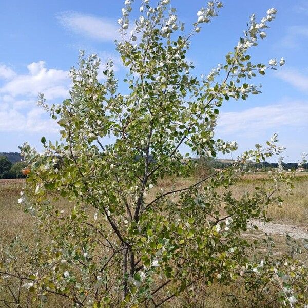 Populus alba Характер