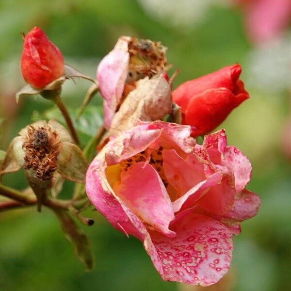 Rosa glauca 花