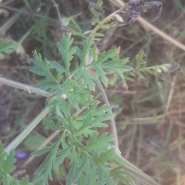 Erodium ciconium ᱥᱟᱠᱟᱢ