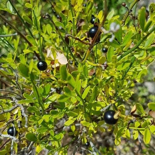 Jasminum fruticans Fruit