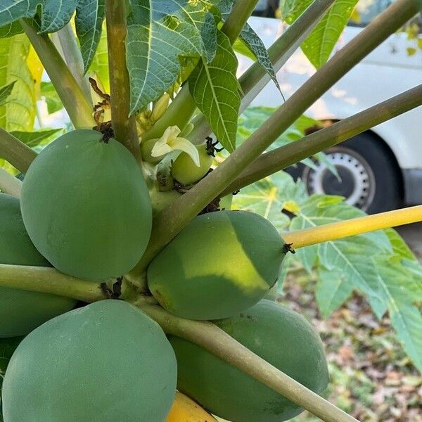 Carica papaya ᱵᱟᱦᱟ