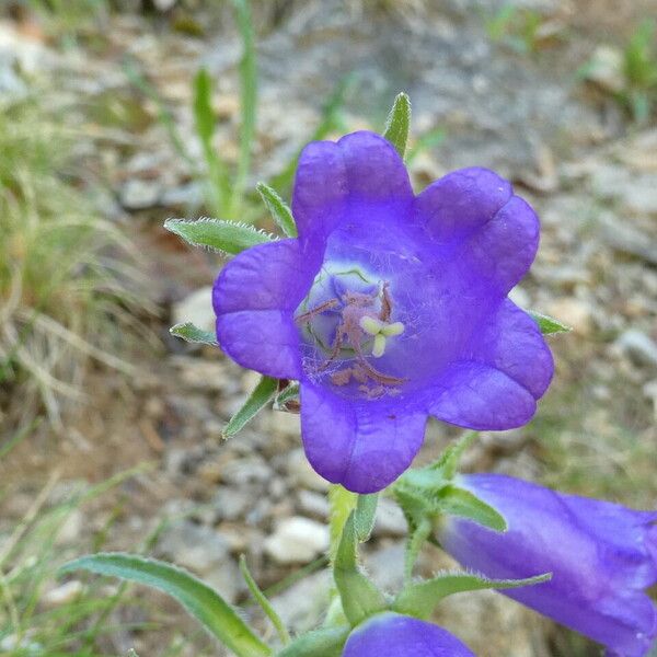 Campanula speciosa Květ