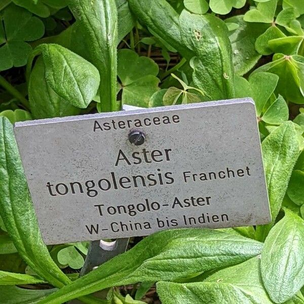 Aster tongolensis Blatt