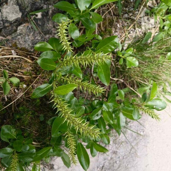 Salix glabra 花