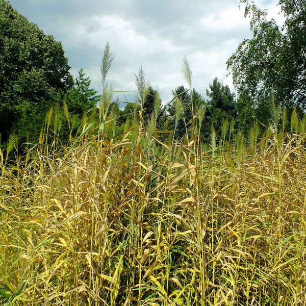 Phragmites australis Leaf