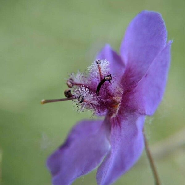 Verbascum phoeniceum 花