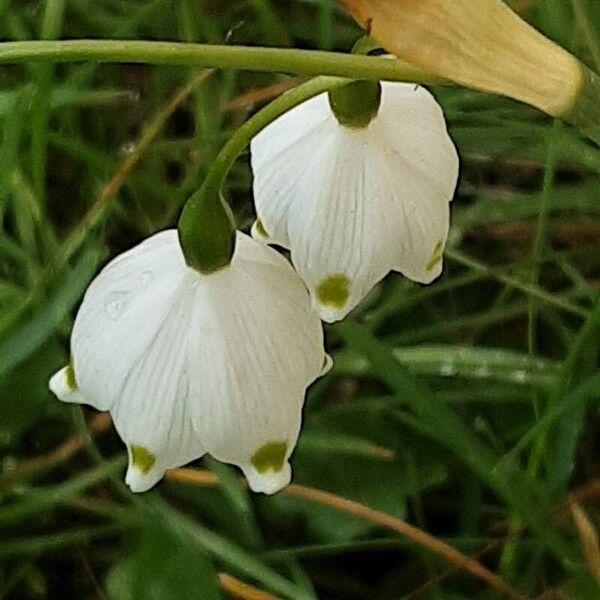 Leucojum aestivum 花