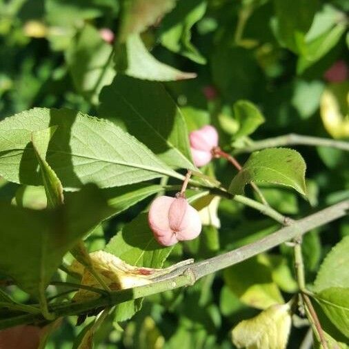 Euonymus atropurpureus Fruit