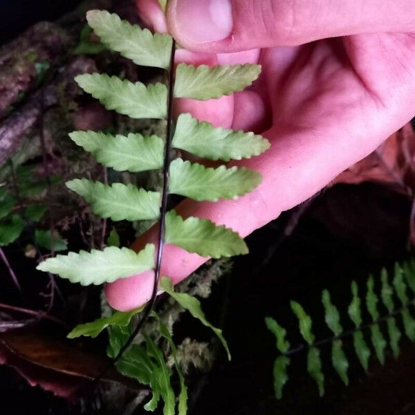 Asplenium cirrhatum Leaf