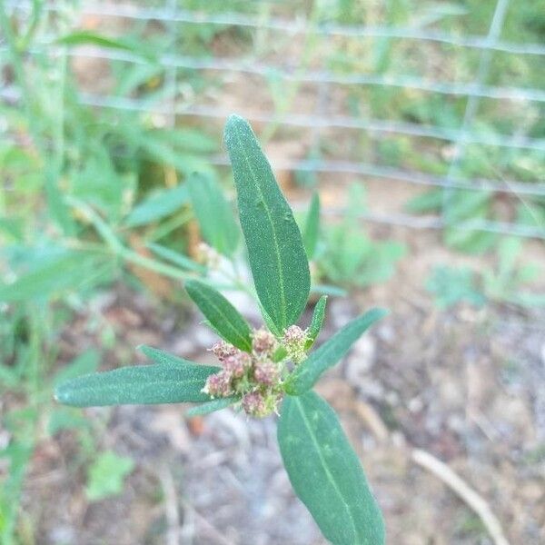 Atriplex patula Blomst