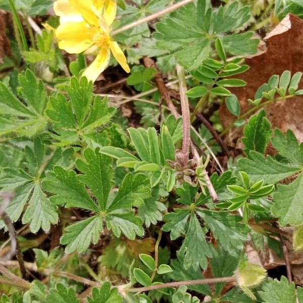 Potentilla verna ᱥᱟᱠᱟᱢ