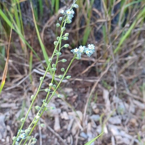 Myosotis arvensis Žiedas